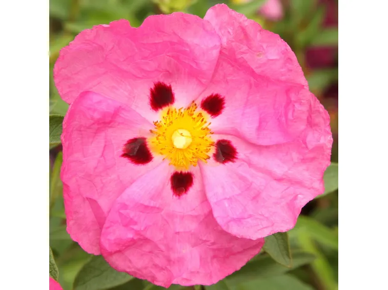 Fiore cistus purpureus