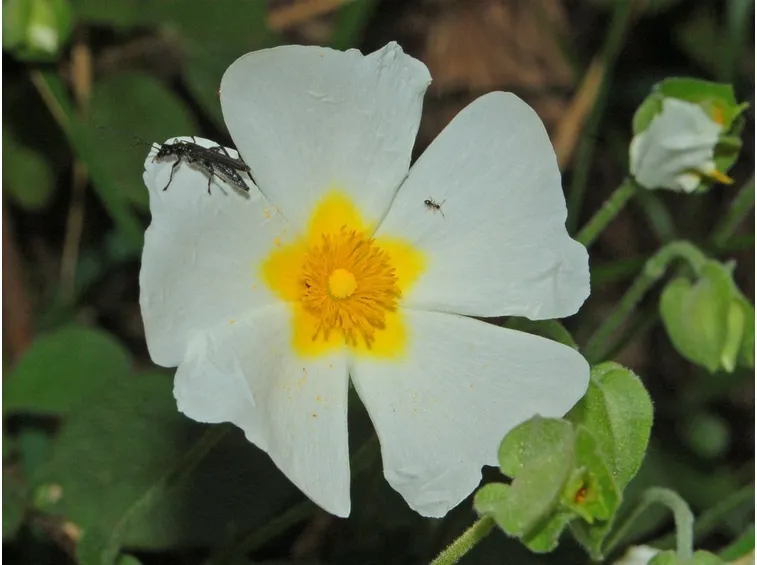 Cistus rami pianta
