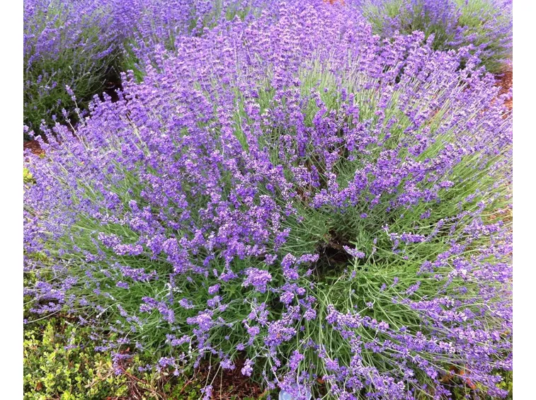 Cespuglio di lavanda