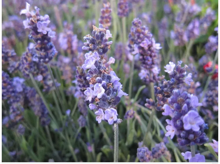Particolare del fiore di lavanda