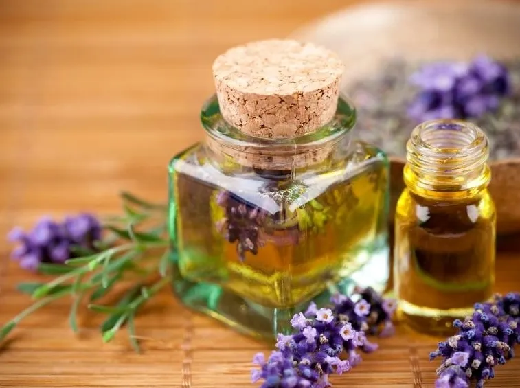 Piantagione di lavanda