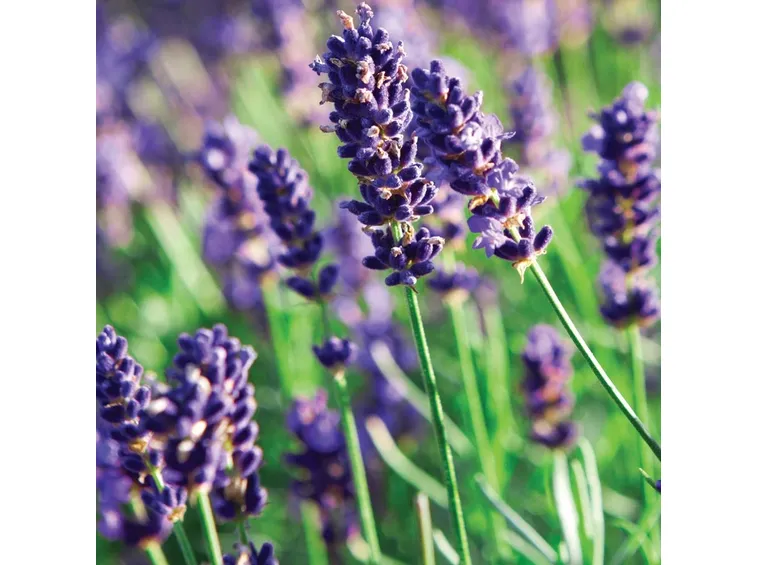 lavanda