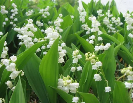 Convallaria fiore