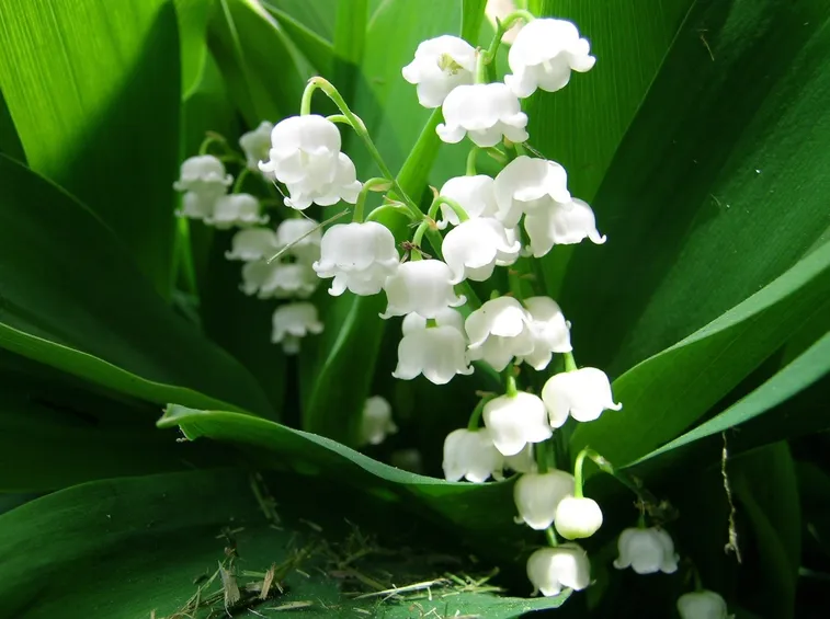 Fiori convallaria majalis