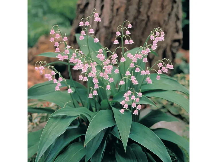 Fiori pianta perenne