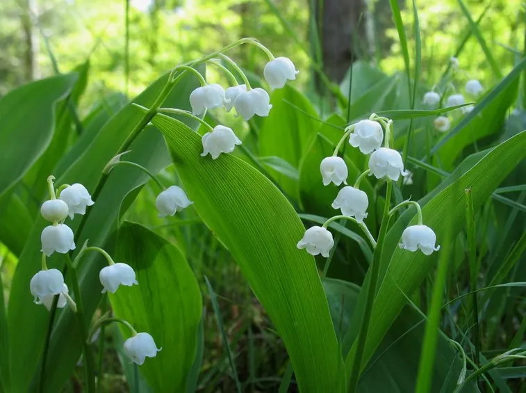 Fiori foglie piante