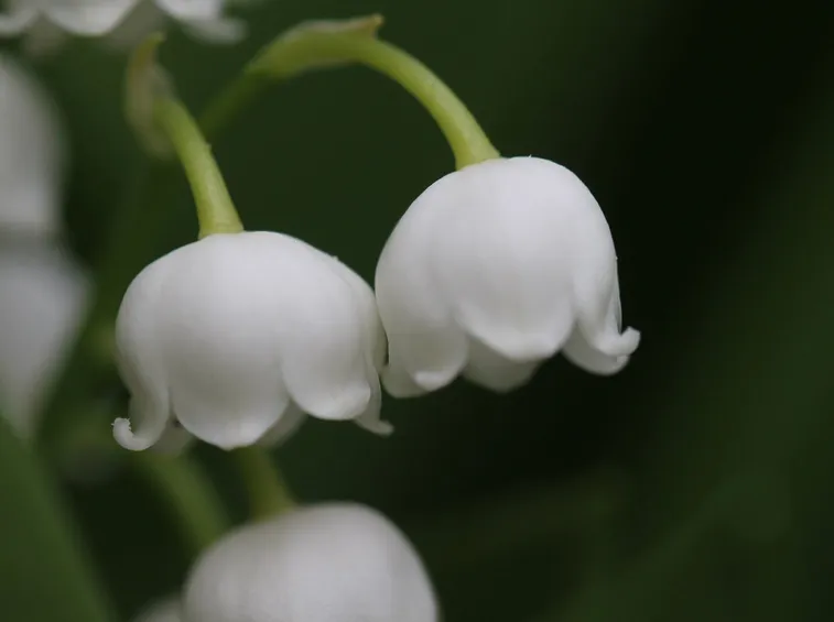 Infiorescenze pianta convallaria