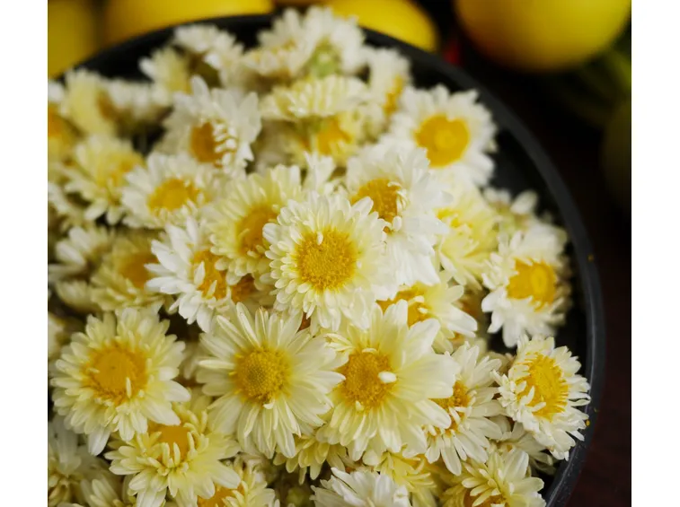 Chrysanthemum indicum