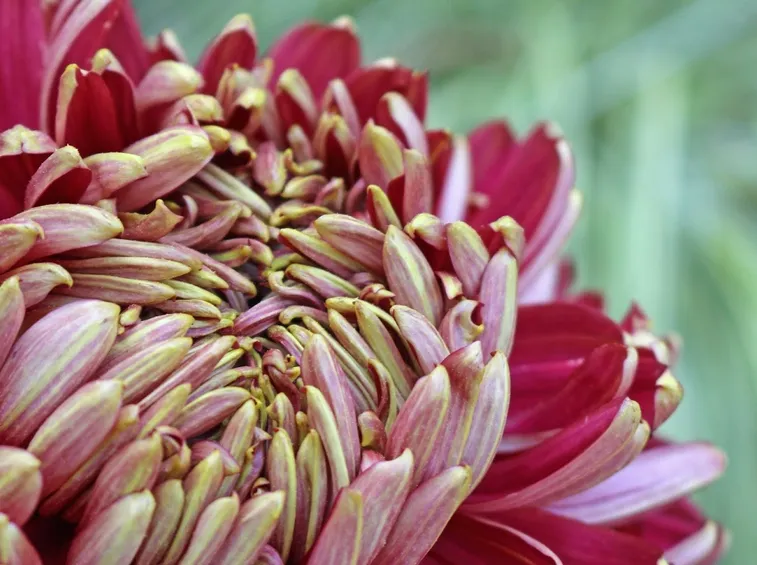 Chrysanthemum morifolium