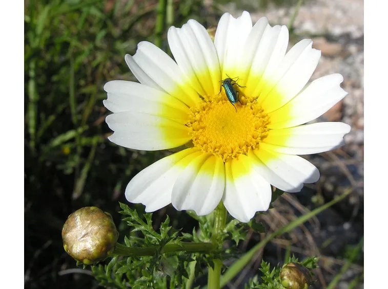 Chrysanthemum coronarium