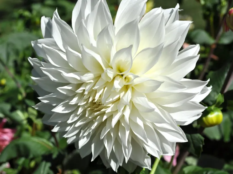 Pianta Dalia