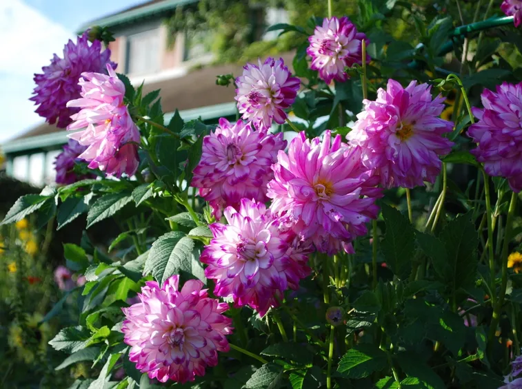 Piante perenni