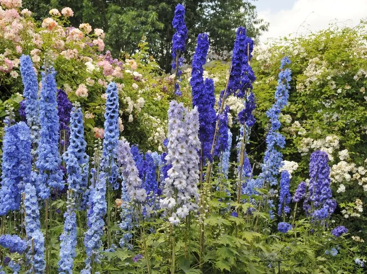 Delphinium fiori