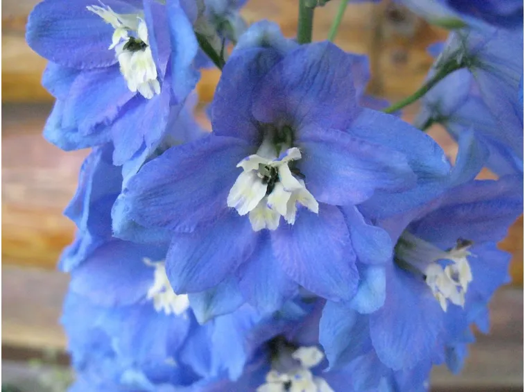 Fiore pianta Delphinium