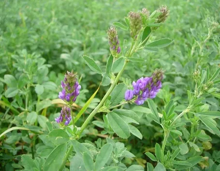 Pianta erba medica