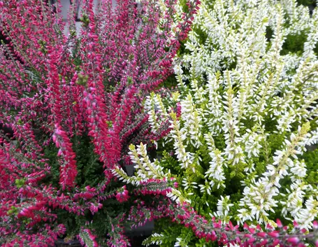 Erica pianta