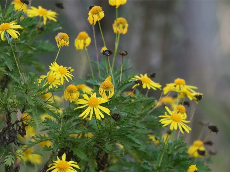 Euriops chrysanthemoides