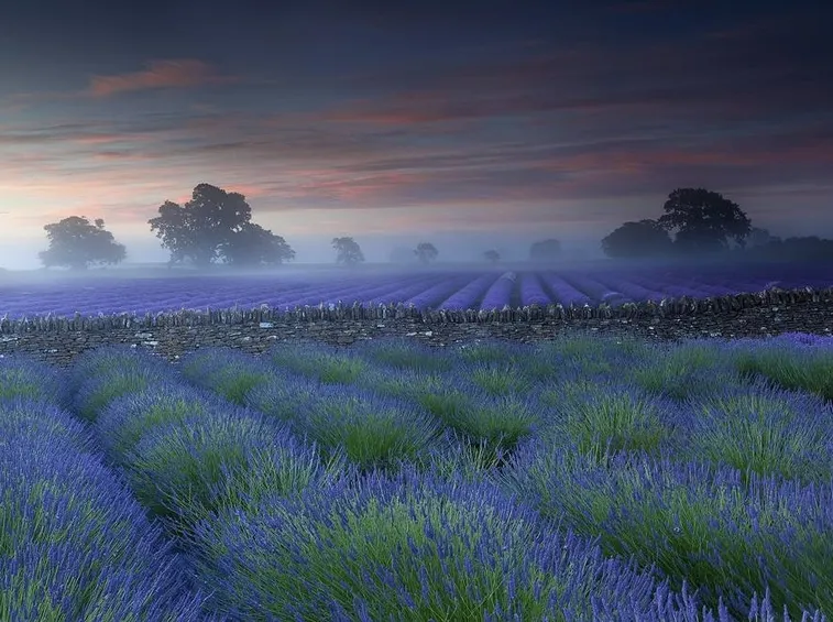 un giardino perenne di lavanda