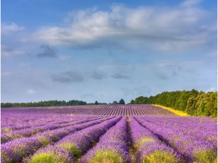 cespugli di lavanda al sole