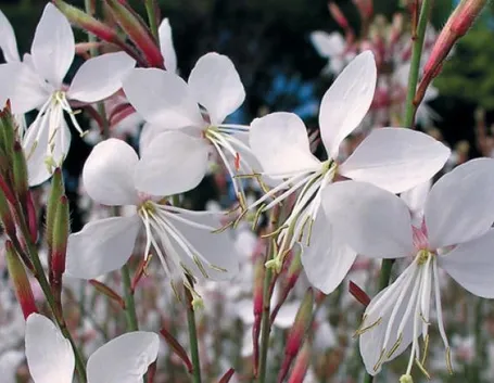 Fiori gaura