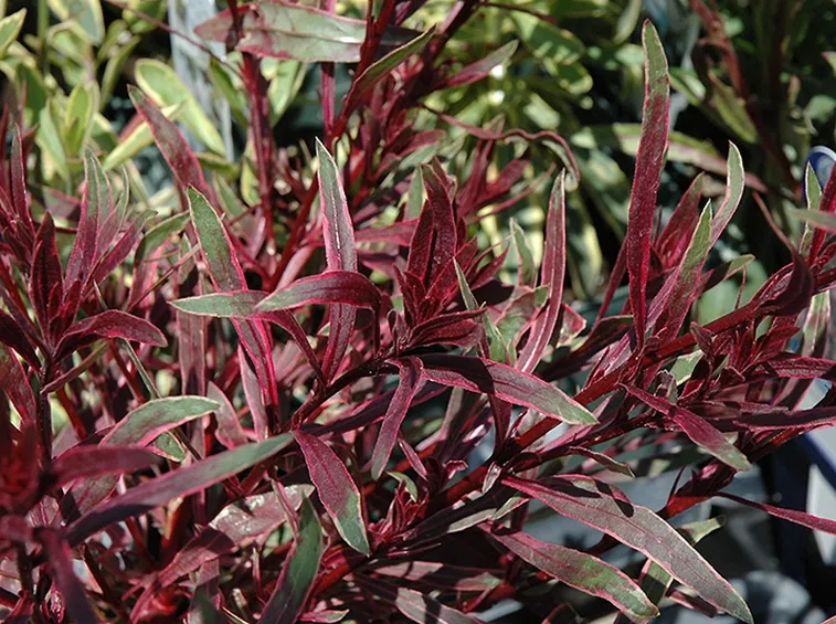 Foglie pianta gaura
