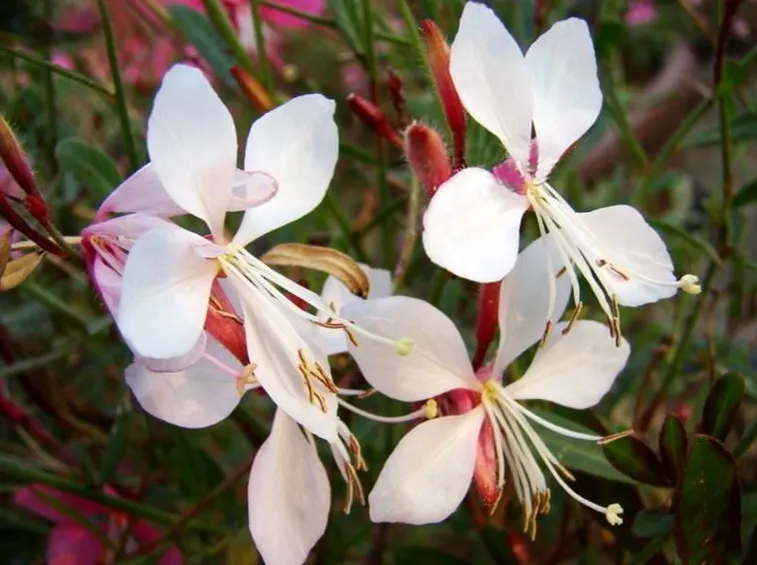Esemplare fiore orchidea