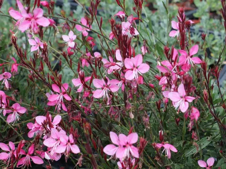 Germogli gaura