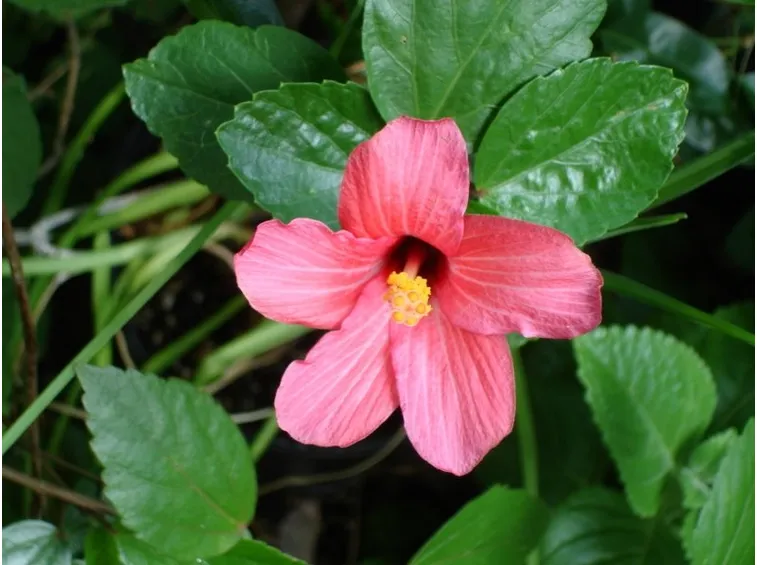 Fiore hibiscus palustris