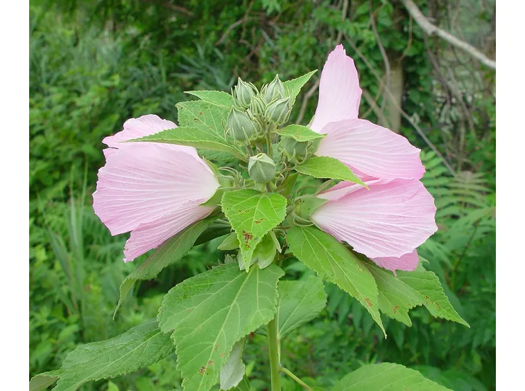 Fiore ibisco palustre
