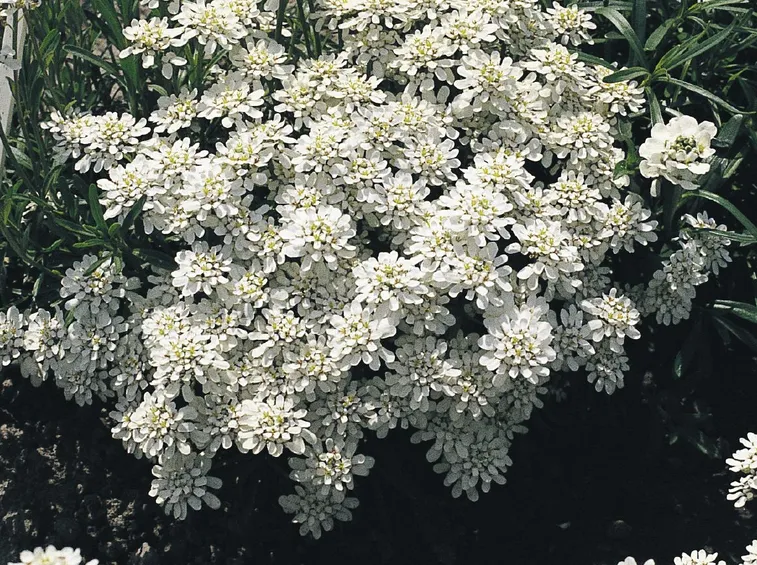 Iberis fioritura
