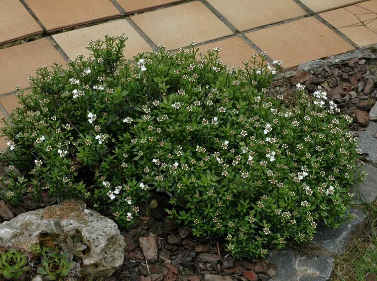 Pianta iberis