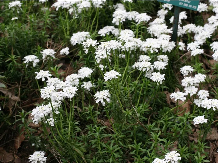 Fiori 