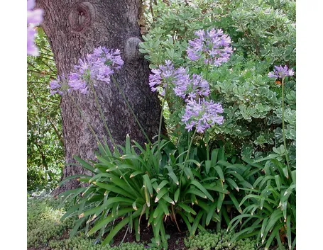 Piante fiore agapanto