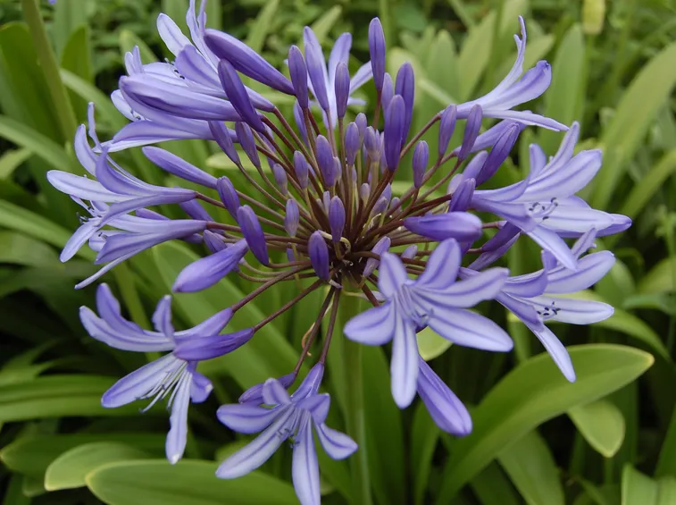 Fiori azzurri agapanto