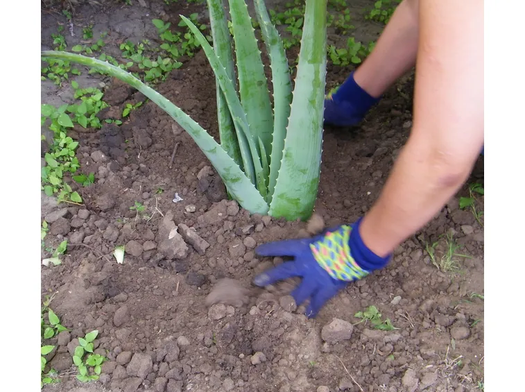 aloe vera