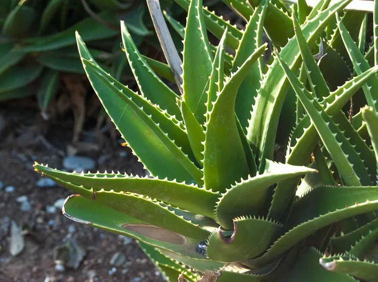 aloe vera foglie