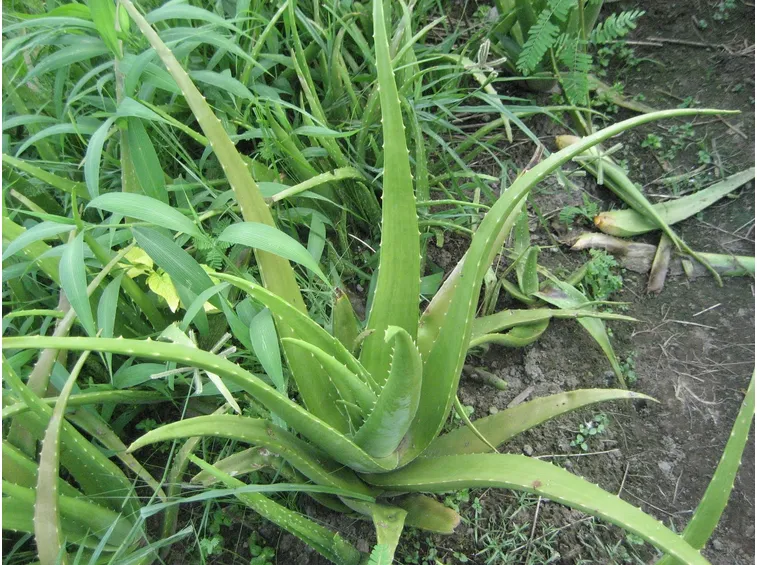aloe vera