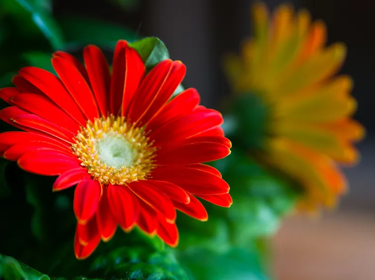 gerbera fiori