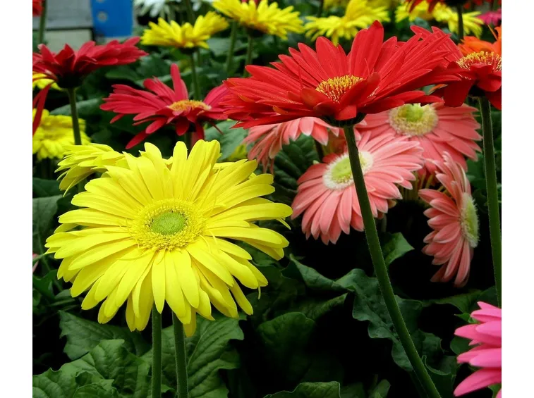 Varie colorazioni di gerbera
