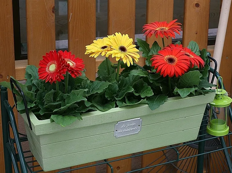 Alcune piante di gerbera