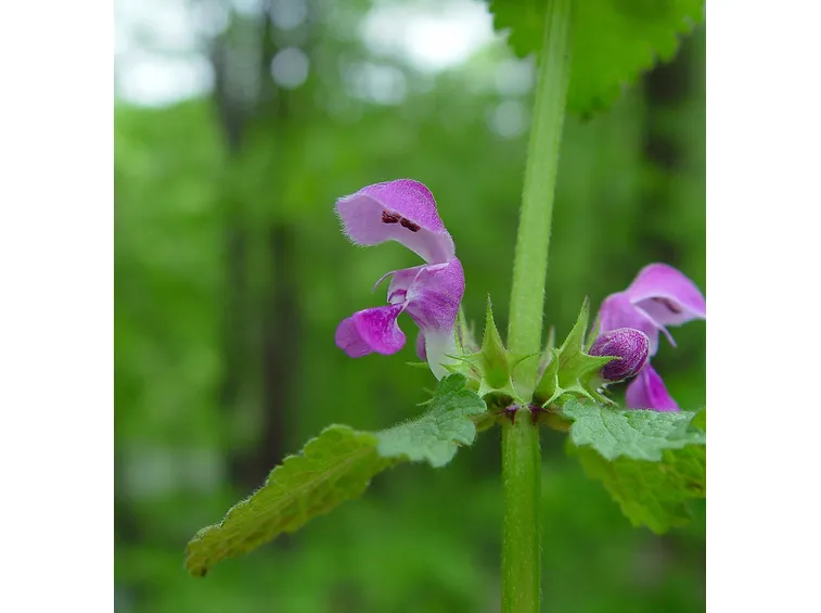 Lamium