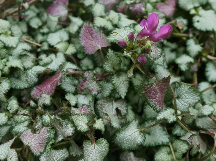 Lamium