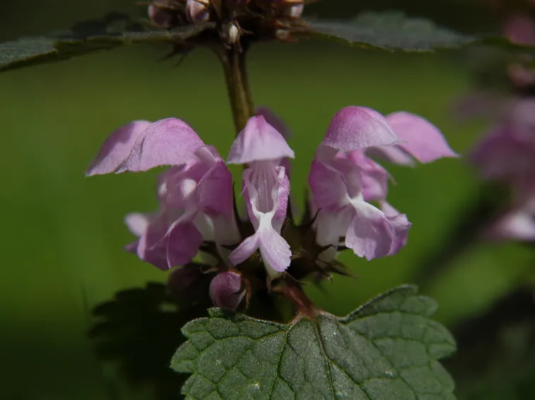 lamium