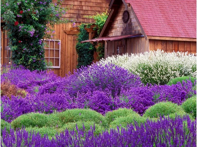 I colori della lavanda