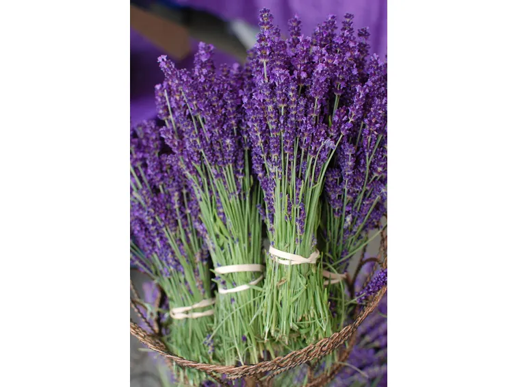 Mazzetti di fiori di lavanda