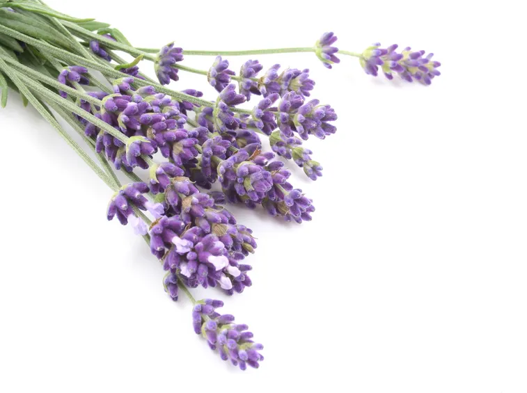 Lavandula angustifolia in fiore