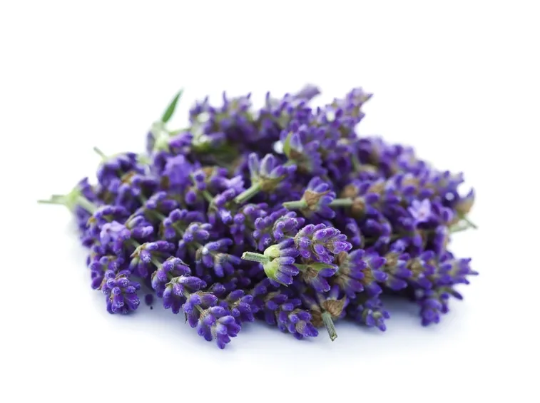 Una pianta spontanea di lavanda