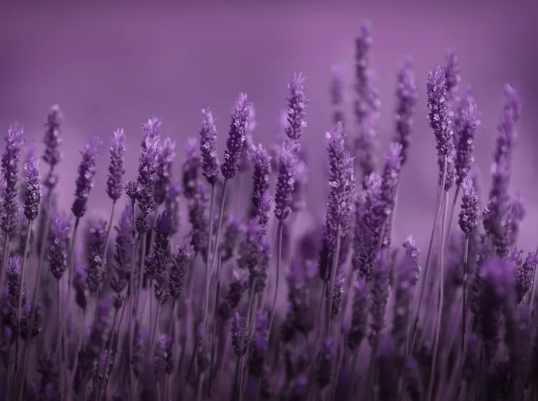 Rametti di lavanda