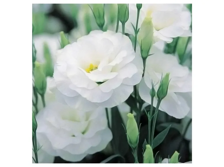 Lisianthus bianco