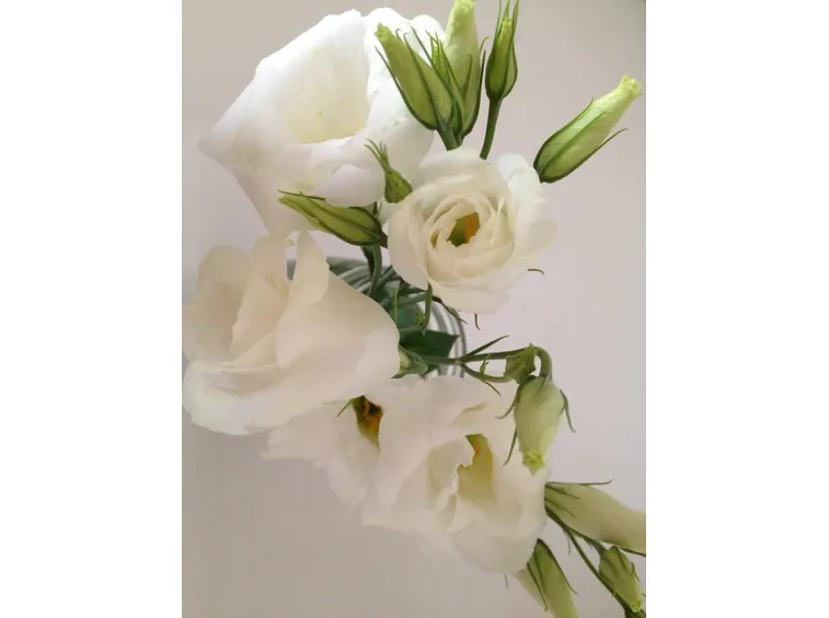 Lisianthus bianchi con boccioli